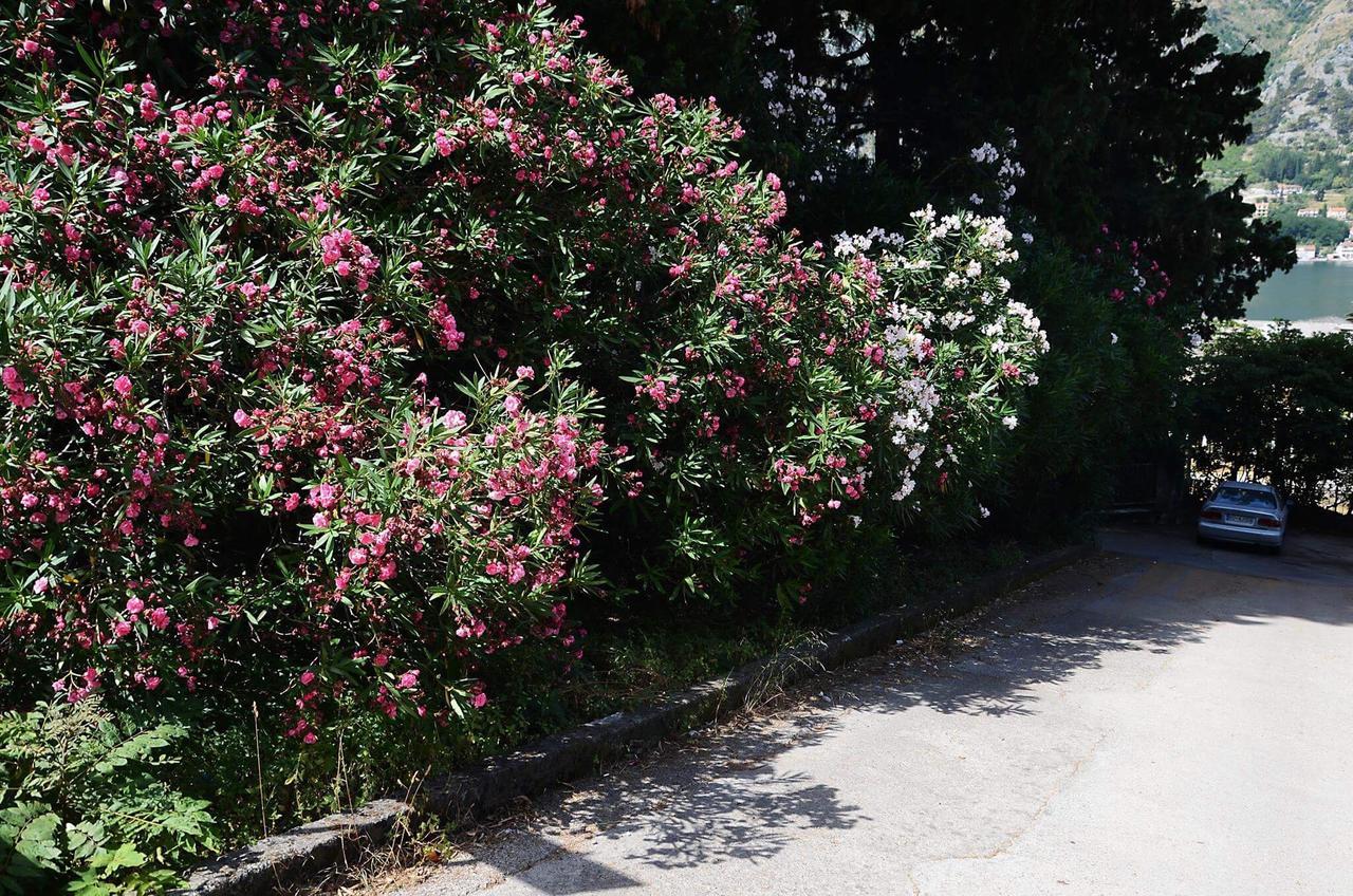 Apartment Garden Kotor Exterior photo